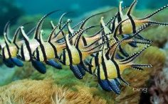 BanggaiCardinalfish1920x120010-4-2012 11_59_19 AM Bing Desktop